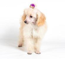 Portrait de chiot caniche abricot sur fond blanc photo