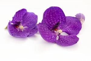 fleurs d'orchidées thaïlandaises sur fond blanc photo