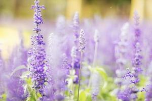 fleurs de lavande colorées dans le jardin avec fleur de lavande mise au point sélective. photo