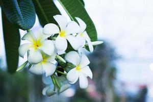 les belles fleurs de plumeria sont blanches et jaunes dans le jardin photo