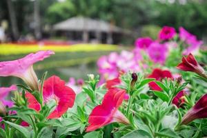 gros plan de fleurs de pétunia dans le parc et arrière-plan flou.petunia hybrida photo