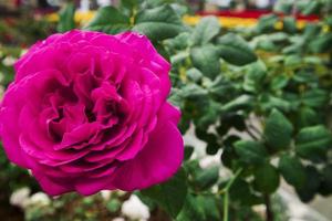 roses fraîchement épanouies dans le jardin et lumière naturelle au coucher du soleil. photo