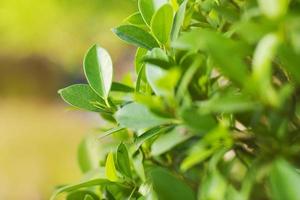 motif de feuille verte avec fond de couverture. photo