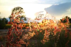 herbe floue beau fond avec lumière naturelle au coucher du soleil. photo