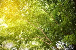 nature des arrière-plans de la lumière du soleil des feuilles vertes. photo