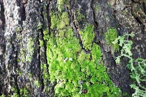 mos vert sur un arbre dans la forêt et couvrir l'arrière-plan. photo