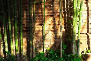 bambou de motif sur la surface avec une nature légère.