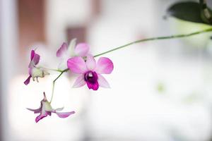 gros plan d'orchidée pourpre dans le jardin. photo