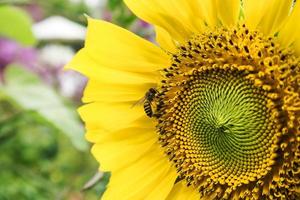 mise au point sélective Tournesol jaune dans le jardin. photo