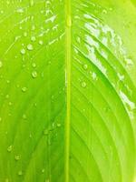 goutte de pluie sur la feuille de bananier après un jour de pluie. motif de feuilles de bananier et texture de la nature photo