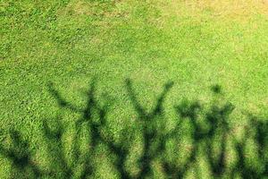 ombre abstraite des branches d'arbres sur le fond du champ d'herbe avec un espace vide au-dessus photo