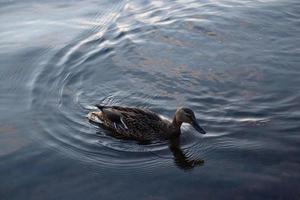 le canard sauvage nage dans le lac au coucher du soleil. photo