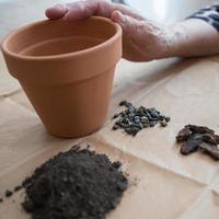 femme âgée méconnaissable avec du matériel pour planter des graines de tomates à la maison. photo