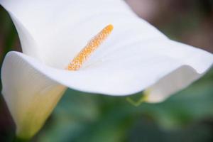 gros plan d'une fleur de calla. fond vert. asturies photo