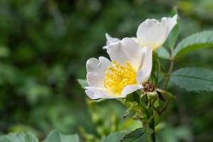 fleurs d'une rosa canina au soleil photo