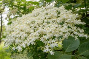 fleur blanche de buisson de sureau au début de l'été photo