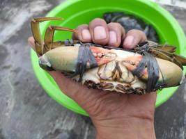 détails des crabes de mer attachés avec des cordes vivantes photo