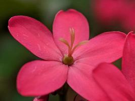 macrophotographie, petites belles fleurs rouges