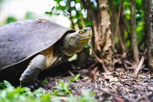 la tortue marche sur le sol. les amphibiens levaient la tête pour regarder quelque chose. photo