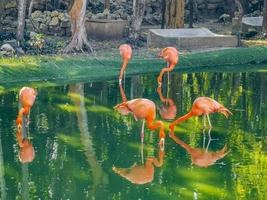 flamants roses dans le lac de l'étang dans un complexe de luxe au mexique. photo