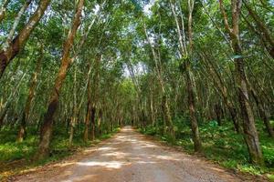 Passerelle entre plantation de caoutchouc à deux côtés avec de grands arbres et couverte de plantes vertes au sol. photo
