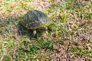 la petite tortue noire marche dans le champ d'herbe. le bâton d'herbe verte sur son corps. photo