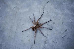 araignée sur le mur photo