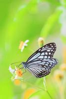 de beaux papillons dans la nature recherchent le nectar des fleurs de la région thaïlandaise de thaïlande. photo