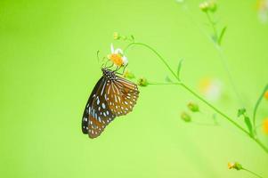 de beaux papillons dans la nature recherchent le nectar des fleurs de la région thaïlandaise de thaïlande. photo