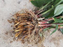 krachai, boesenbergia rotunda fingerroot moindre gingembre chinois galangal, est une herbe médicinale et culinaire de chine et d'asie du sud-est forme rhizome ressemble doigts fingerroot gingembre herbe thaïlandaise photo