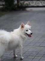 stand de chien blanc photo