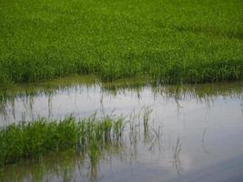 riz paddy vert dans la plante de champ, riz au jasmin sur arbre de brousse ciel nuageux de fond de nature photo