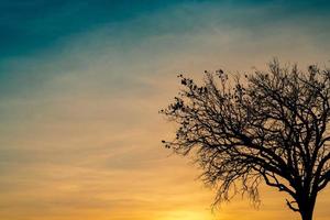 silhouette arbre mort sur beau coucher de soleil ou lever de soleil sur ciel doré. arrière-plan pour un concept paisible et tranquille. lumière d'espérance et spirituelle. concept d'éveil et d'inspiration. âme et respect. photo