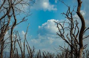 forêt d'arbres morts contre le ciel bleu et les nuages blancs. temps sec. concept de sécheresse de la vie. effet du problème environnemental du réchauffement climatique. terre sèche. solitaire. la mort est la vérité du concept de vie. photo