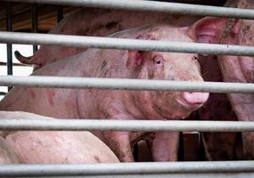 porcs transportés par camion de la ferme à l'abattoir. industrie de la viande. marché de la viande animale. notion de droits des animaux. porc souffrant lors de la livraison à l'usine de transformation du porc. porteur du virus de la grippe porcine h1n1. photo