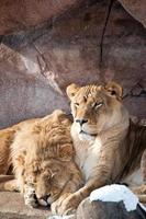 paire de lions relaxants
