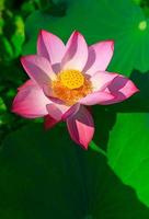 fleur de lotus et plantes de fleur de lotus photo
