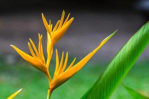 fleur oiseau de paradis, fleur heliconia