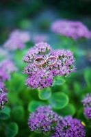 photo anneaux de mariage sur violet