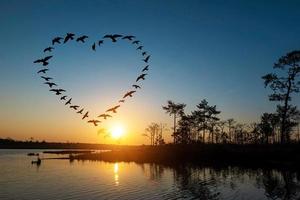 silhouette d'oiseaux volants en forme de coeur au lever du soleil sur la côte du lac.