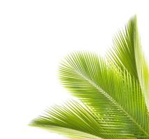 feuille de palmier isolé sur fond blanc photo