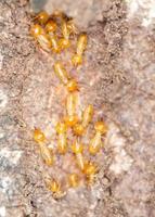 fermer les termites ou les fourmis blanches photo