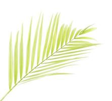 feuille de palmier vert isolé sur fond blanc photo