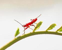 Jeune firebug rouge sur une petite pousse verte photo