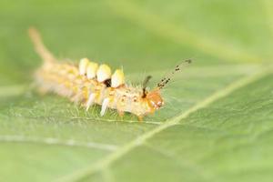 ver jaune sur feuille verte photo