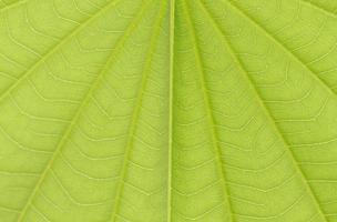 texture ou fond de feuille de bauhinia photo