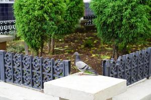 portrait d'un pigeon gris dans un parc de la ville photo