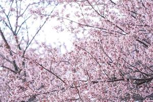 cerisier sauvage de l'himalaya ou prenus cerasoides, appelez nang phaya suar klong arbre la fleur rose fleurit en pleine floraison sur tout l'arbre ressemble à un sakura., thaïlande. photo