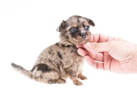 Funny chiot chihuahua pose sur un fond blanc photo