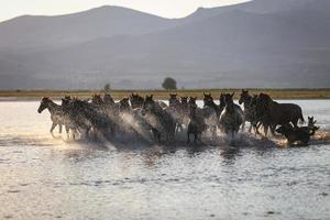 Chevaux yilki courant dans l'eau, kayseri, Turquie photo